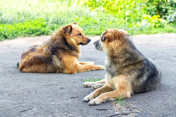 農場の庭に二匹の犬が横たわって休んでいる — ストック写真
