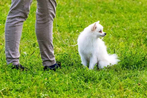 Pequeño Perro Spitz Blanco Cerca Amante Durante Paseo Por Parque — Foto de Stock