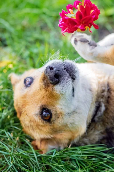 Perro Pequeño Marrón Tendido Jardín Sobre Hierba Cerca Una Flor — Foto de Stock