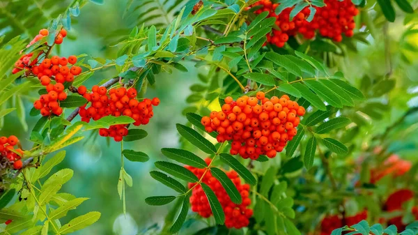 Ягоди Червоної Суниці Дереві Крупним Планом — стокове фото