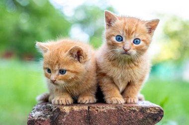 Bahçedeki bankta ilginç manzaralı iki genç kırmızı kedi yavrusu.