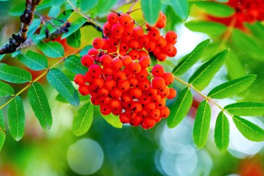 Kırmızı yaban mersini ağaçta, yakından.