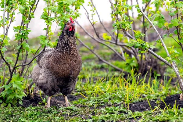 Black Spotted Chicken Farm Garden Currant Bushes — Stock Fotó