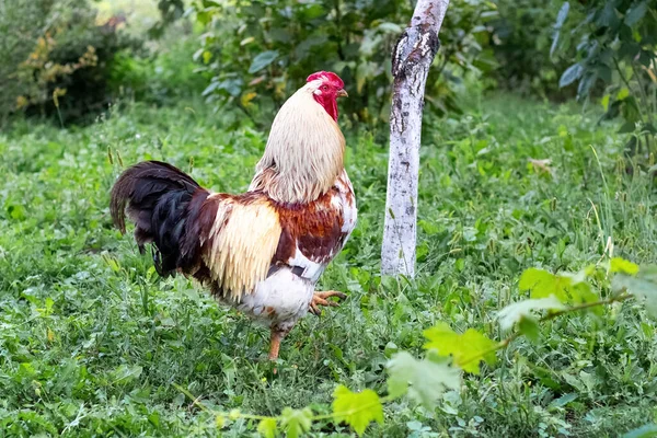 草の上の庭をカラフルな羽のある雄鶏が歩く — ストック写真