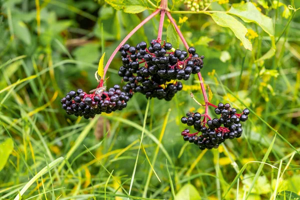 luster of black elderberries.  Elderberry bush with berries