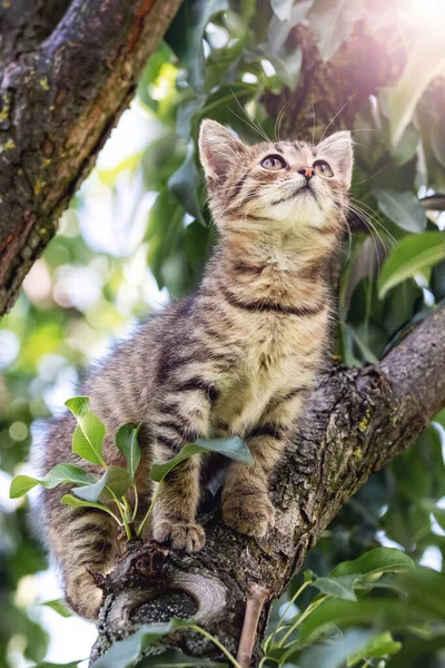 Pequeno Gatinho Listrado Senta Alto Uma Árvore — Fotografia de Stock