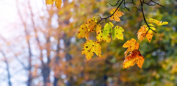 秋天的森林里 五彩斑斓的枫叶挂在一棵树上 背景模糊 — 图库照片