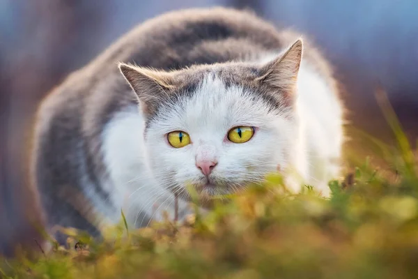 庭の大きな白い斑点の猫が地面に曲げられ 真剣に前を見る — ストック写真