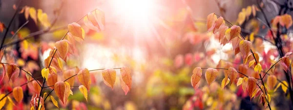 Floresta Outono Com Folhas Coloridas Nas Árvores Tempo Ensolarado — Fotografia de Stock