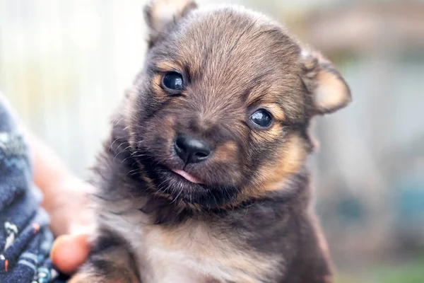 Bir Kadının Kollarında Nazik Bakışları Olan Sevimli Bir Köpek Yavrusu — Stok fotoğraf