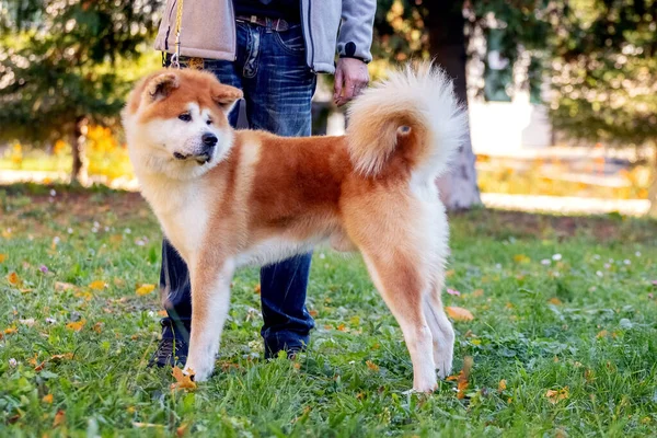 Pies Rasy Shiba Inu Parku Pobliżu Swojego Pana Smyczy — Zdjęcie stockowe