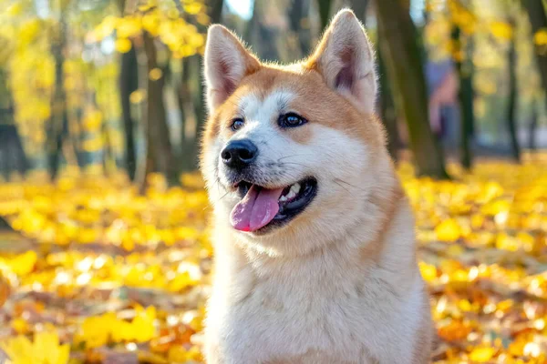 Akita Pies Zbliżenie Jesiennym Parku Tle Drzew Żółtymi Liśćmi — Zdjęcie stockowe