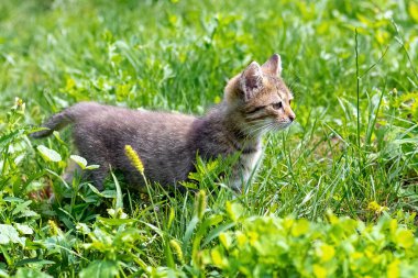 Genç kedi bahçede yeşil çimlerin üzerinde yürüyor.