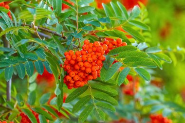 Kırmızı yaban mersini ağaçta, yakından.