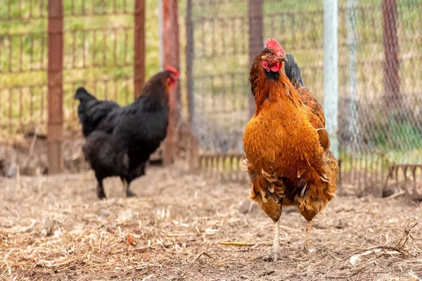 Brown rooster and black chicken on the farm