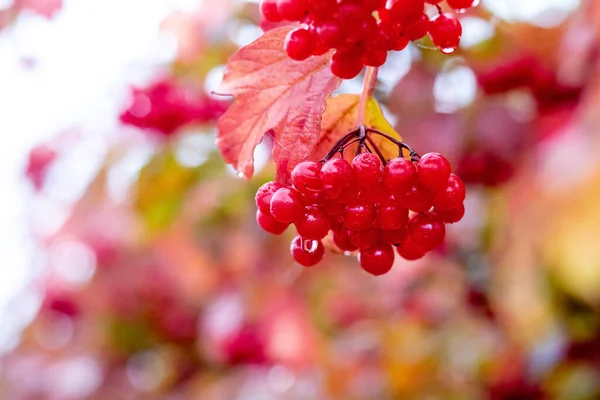 Çalılıklarda Viburnum Islak Kırmızı Meyveleri Çilekli Viburnum Çalısı — Stok fotoğraf