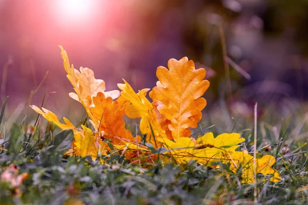 Gul Och Orange Löv Skogen Gräset Mörk Bakgrund Kvällen Solnedgången — Stockfoto