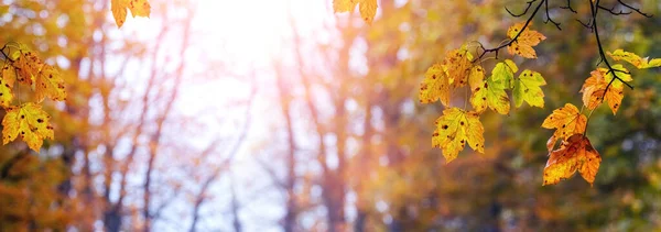 Colorful Maple Leaves Tree Autumn Forest Blurred Background — Stock Photo, Image