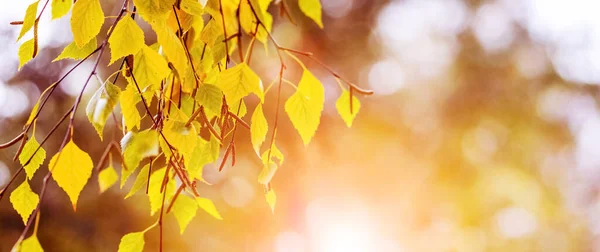 Colorful Birches Leaves Tree Autumn Forest Blurred Background — Fotografia de Stock