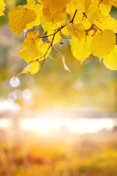 Sfondo Autunnale Con Foglie Tiglio Giallo Vicino Allo Stagno Nel — Foto Stock