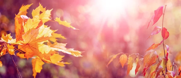 Fundo Outono Com Folhas Coloridas Outono Floresta Fundo Embaçado Tempo — Fotografia de Stock
