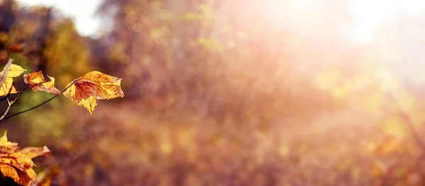 Herbst Hintergrund Mit Gelben Herbstblättern Auf Verschwommenem Hintergrund Bei Sonnigem — Stockfoto