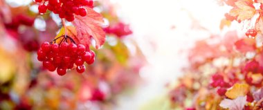 Sonbahar arkaplanı ve ağaçta kırmızı viburnum. Viburnum üzümleri üzerine yağmur damlası