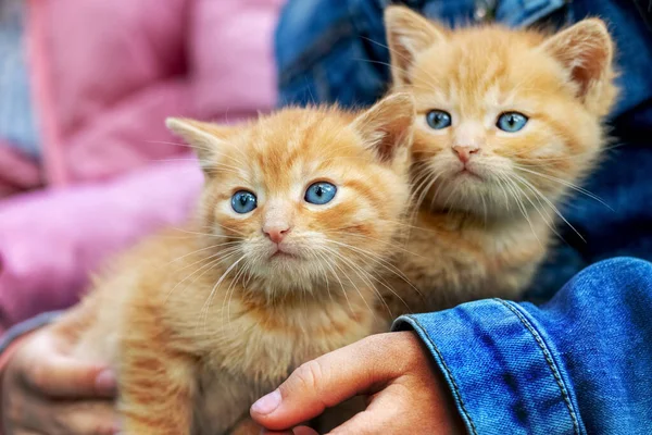 女の子は2匹の小さな赤毛の子猫を抱えています かわいい猫 — ストック写真