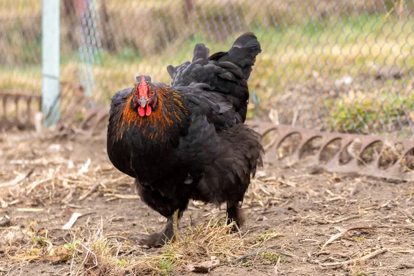 Black chicken in the farm yard. Raising chickens