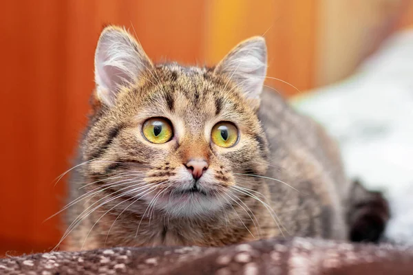 Gato Listrado Bonito Com Olhar Atencioso Grandes Olhos Sala — Fotografia de Stock