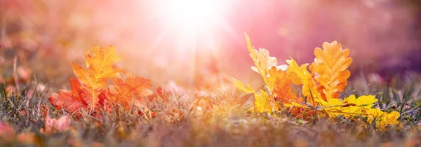 Herfst Achtergrond Met Gele Oranje Eiken Bladeren Het Bos Grond — Stockfoto