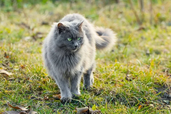 可爱的灰猫在草地上的花园里散步 — 图库照片