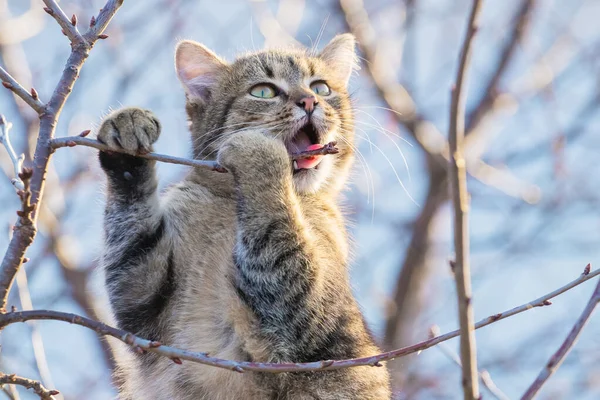 Joven Gato Jardín Árbol Roe Una Rama —  Fotos de Stock