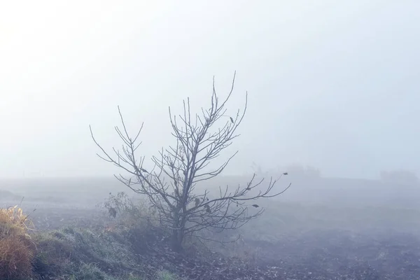 Paisagem Outono Com Uma Árvore Solitária Campo Durante Nevoeiro Pesado — Fotografia de Stock