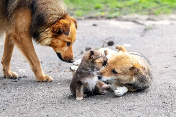 小さな茶色の子犬が彼の母親の犬と遊んでいる — ストック写真