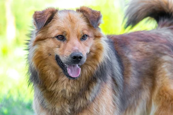 Gran Perro Peludo Con Boca Abierta Sobre Fondo Claro Borroso — Foto de Stock