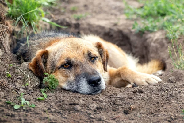 Ein Großer Brauner Hund Liegt Einer Baugrube — Stockfoto