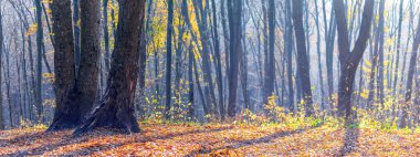 Sonbahar ormanı güneşli havada yerde yapraklar, ağaçların gölgeleri ve uzaktaki atmosferik sis