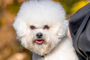 Küçük beyaz tüylü köpek yavrusu Bichon Frize metresinin kollarında.