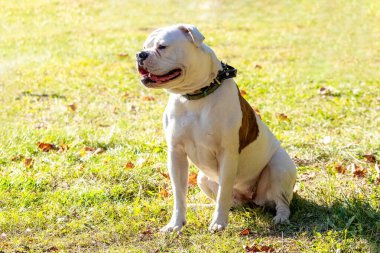 DoDog cinsi Amerikan Bulldog 'u güneşli havalarda parkı kapatır. Köpeğin portresi Amerikan Bulldog 'u güneşli bir havada tasma takıyor. Bir köpeğin portresi