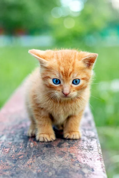 Cute red kitten in the garden on a bench