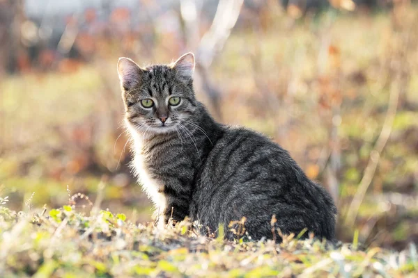 Junge Gestreifte Katze Mit Genauem Blick Garten Auf Verschwommenem Hintergrund — Stockfoto