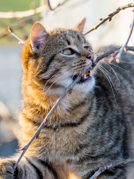 Молодий Кіт Саду Дереві Гризе Гілку — стокове фото
