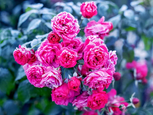 Roze Rozen Zijn Bedekt Met Vorst Vorst Tuin Het Bloembed — Stockfoto