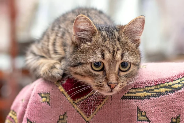 Cute Striped Kitten Room Close Kitten Attentive Look — Stock Photo, Image
