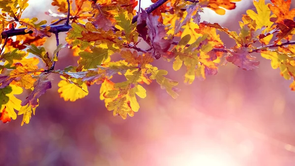 Herfst Achtergrond Met Eiken Bladeren Een Boom Het Bos Zon — Stockfoto