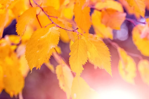 Yellow Orange Autumn Leaves Tree Sunlight Autumn Background — Stock Photo, Image
