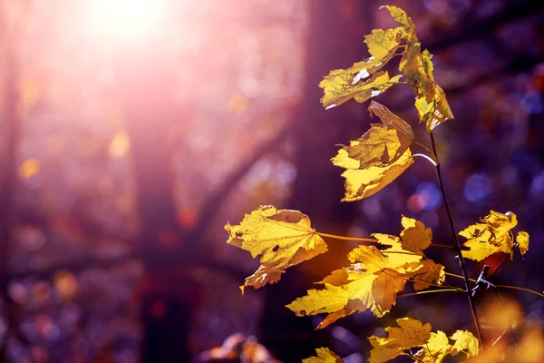 Feuilles Érable Jaunes Sur Arbre Dans Une Forêt Automne Sombre — Photo