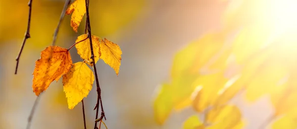 Autumn Background Yellow Orange Birch Leaves Blurred Background Panorama Copy — Stock Photo, Image