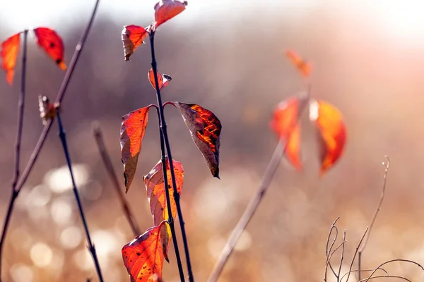 Červené Suché Podzimní Listí Větvích Stromů Lese Rozmazaném Pozadí Slunečného — Stock fotografie